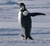 Dynamical Systems and Climate: Opportunities for Involvement