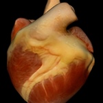 Spirals in the heart
