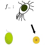 May the Piecewise-smooth, Smooth, and Slow-fast Plankton be with You