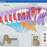 Pull-Push Action Helps Neural Crest Cells Migrate Collectively