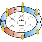 Temporal Clustering in Cell Cycle Dynamics