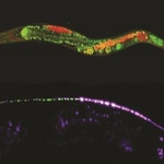 Engineered for Function: The Power of Biologically-Constrained Neural Networks for Neurosensory Integration