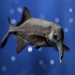 New Algorithm Mimics Electrosensing in Fish