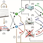 Weakly Coupled Dynamic Programs, Fluid Limits, and COVID-19: How Optimization Can Help Inform Policymaking