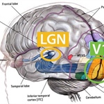 The Brain Is a Dynamical System