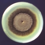 Stressing Microbes to Create Macroscopic Patterns