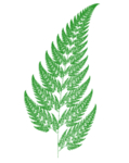 Fractal fern leaf