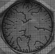 image of dendritic growth