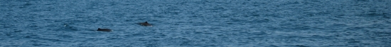 Watching dolphins in the Black Sea was a daily afternoon pastime.