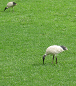 Birds I would only see in a zoo just walk around here on campus!