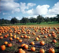 Connecticut around Halloween