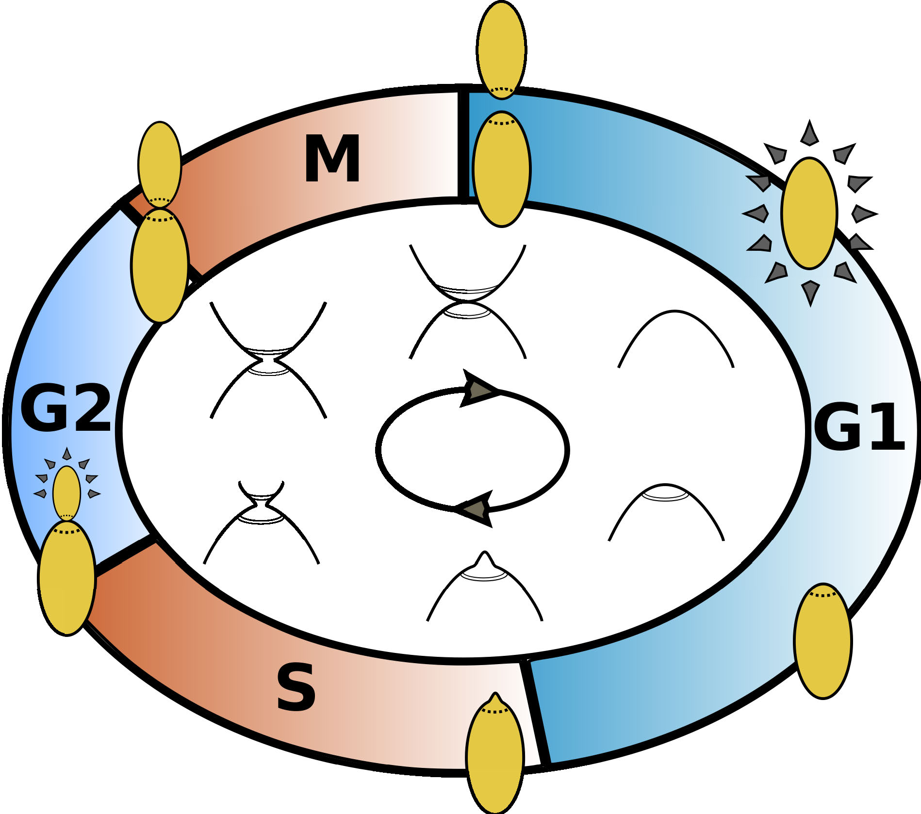 fig2