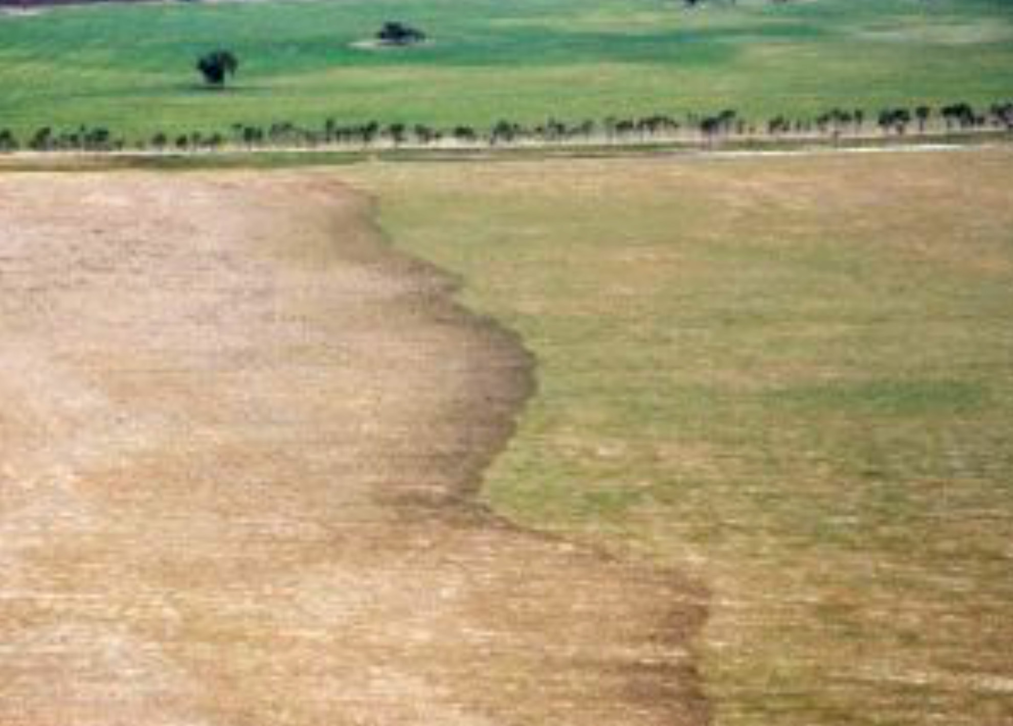 Collective Locust Swarms from Individual Interactions