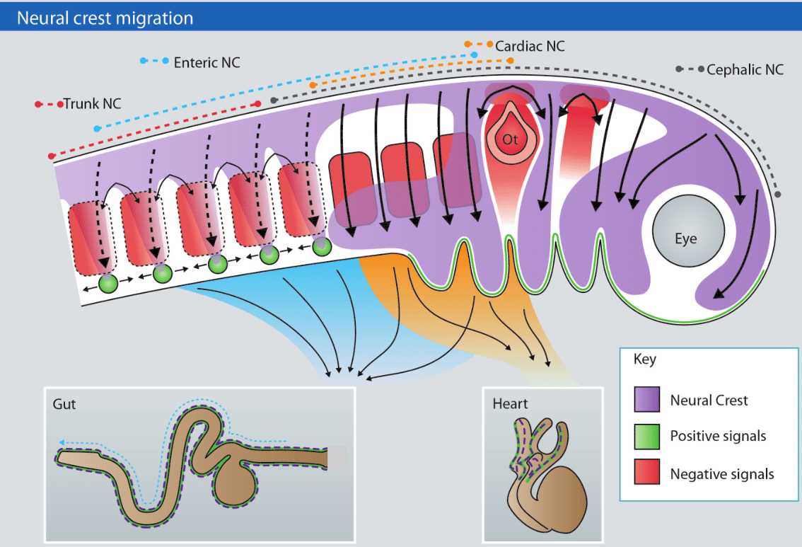 fig1